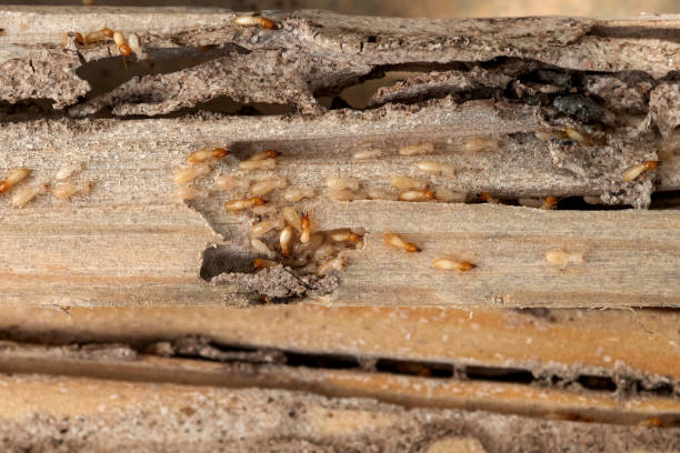 Best Insect Control  in London, CA
